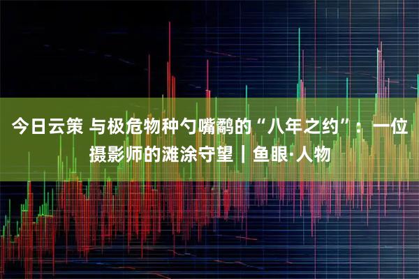 今日云策 与极危物种勺嘴鹬的“八年之约”：一位摄影师的滩涂守望｜鱼眼·人物